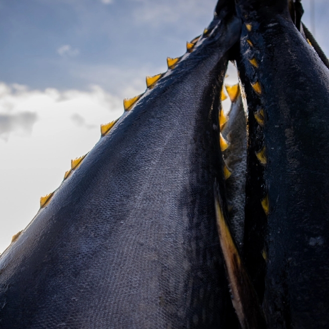 Close up of Bluefin Tuna
