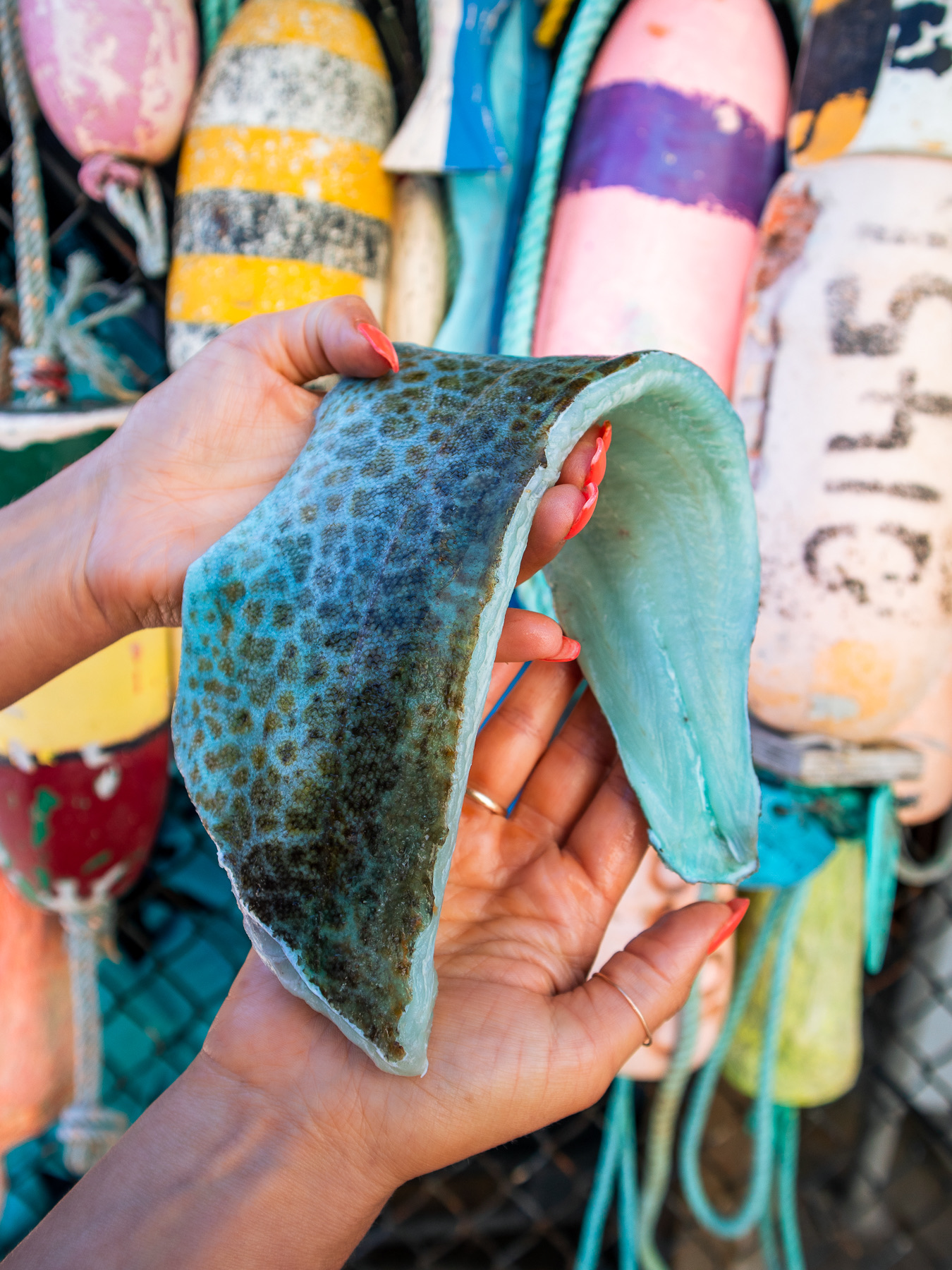 Person holding blue fillet of Lingcod