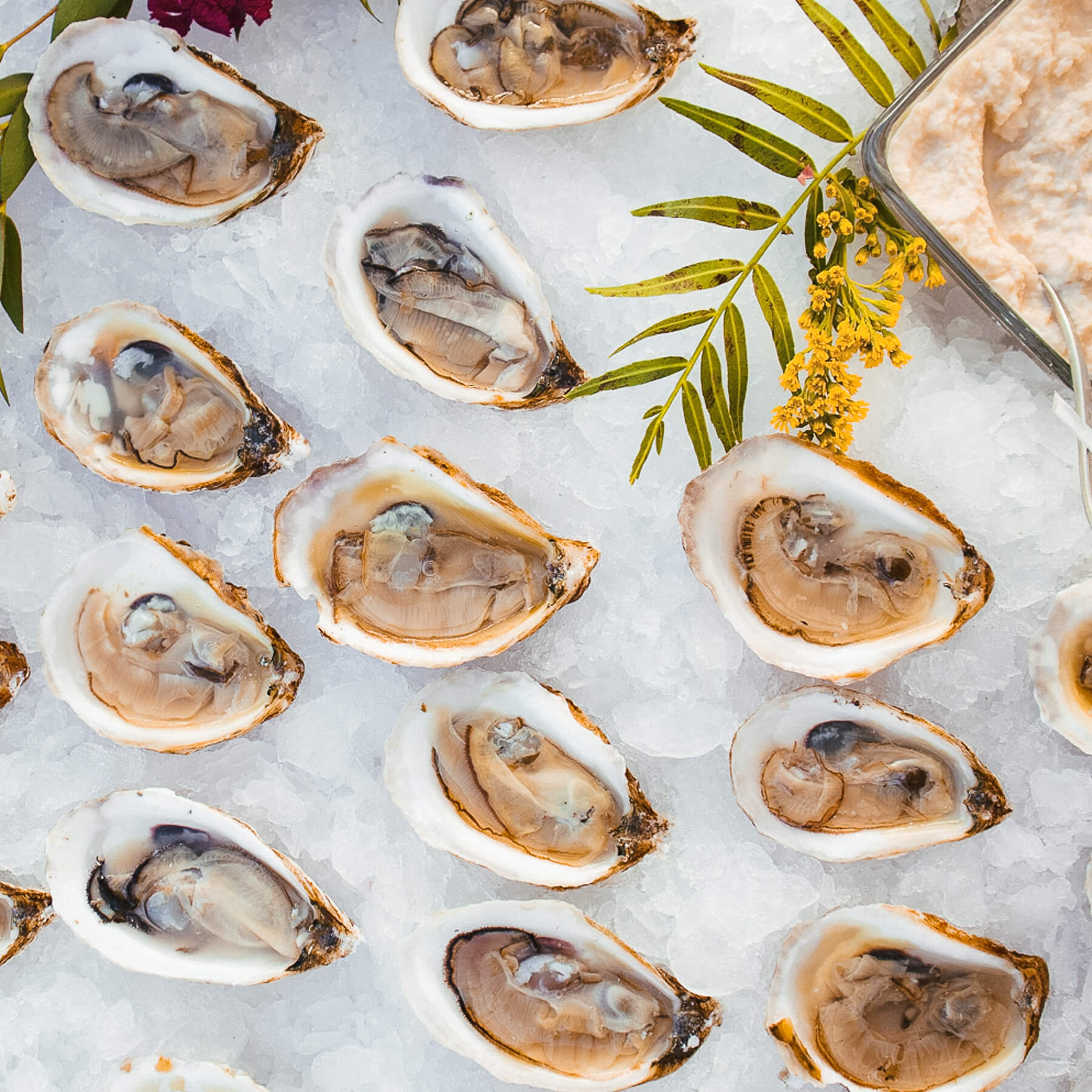 Oysters on ice